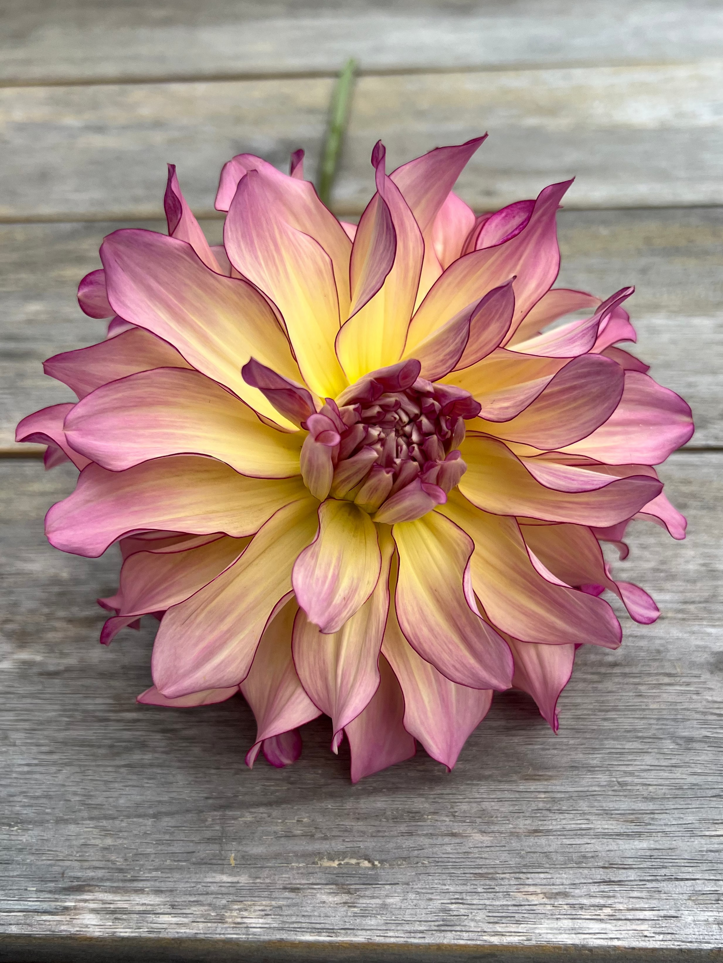 Beautiful ruffled pink dahlia with yellow center