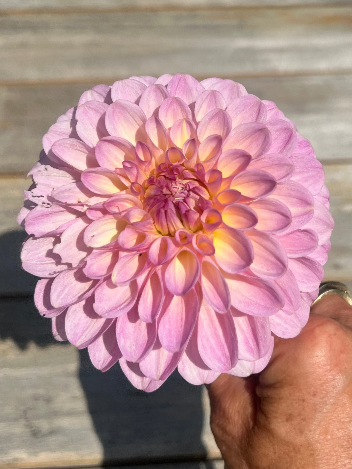 Pink dahlia