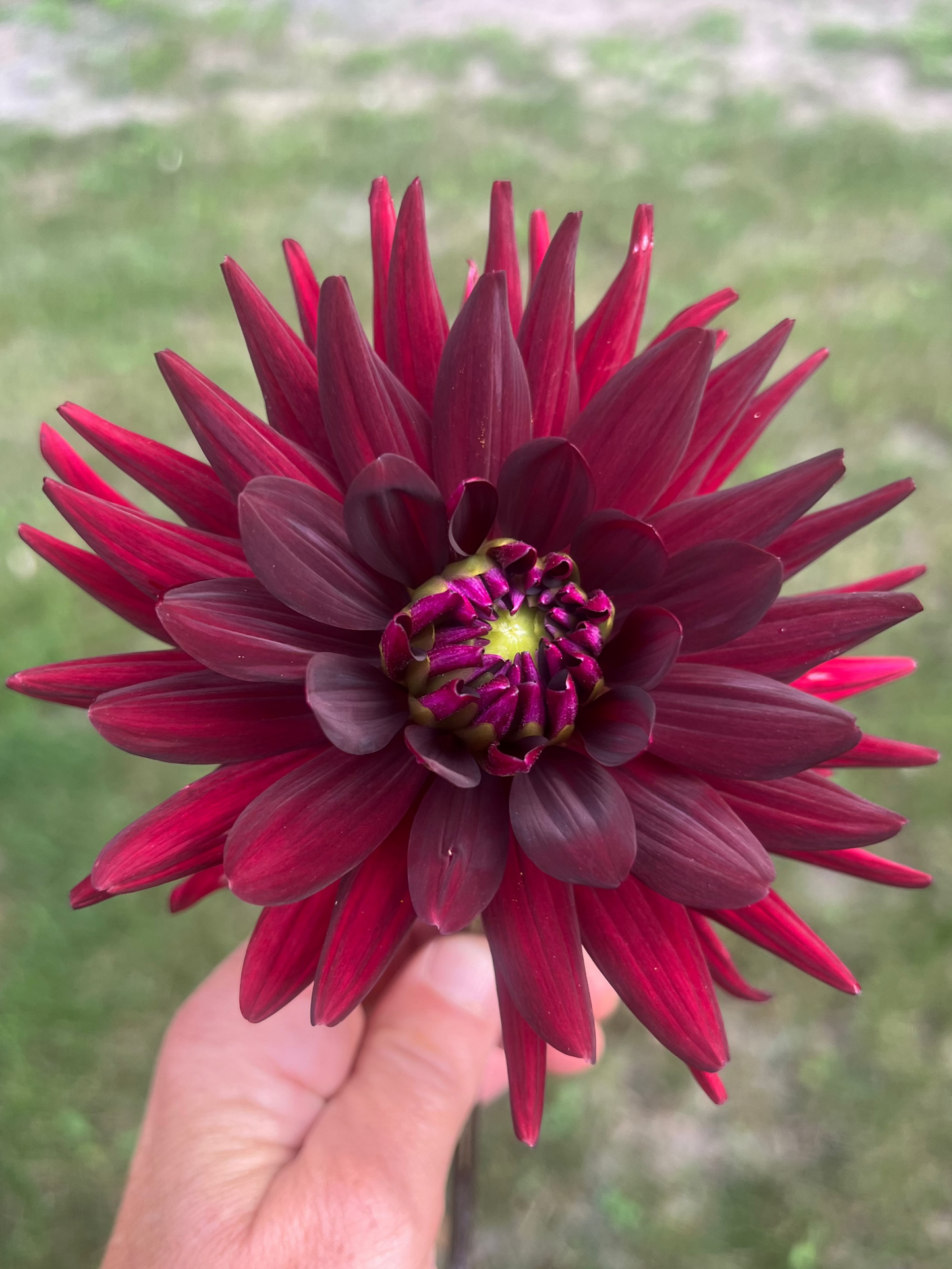 Black Jack dahlia Halcyon Hill Gardens