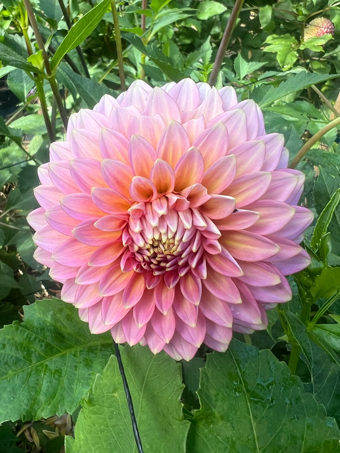 BLoomquist Mojo Triple Wren Farms pale pink dahlia