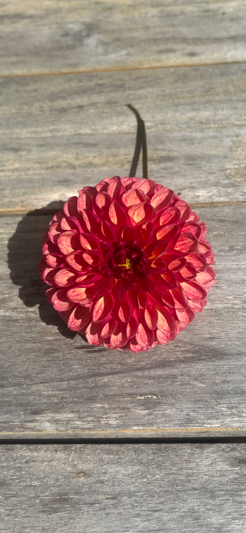 pinkish red dahlia