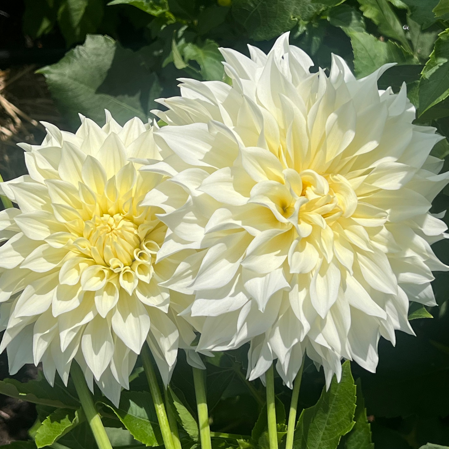 Cafe au Lait Supreme dahlia