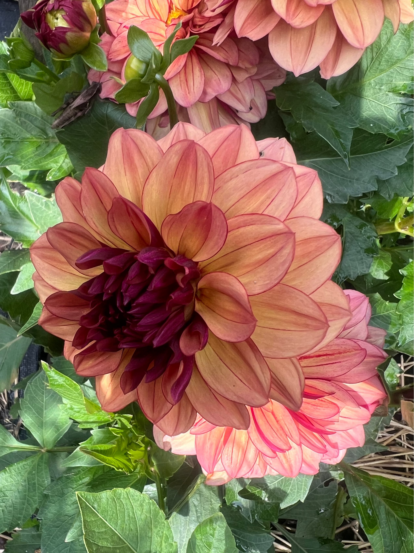 Creme de Cognac dahlia Halcyon Hill Gardens