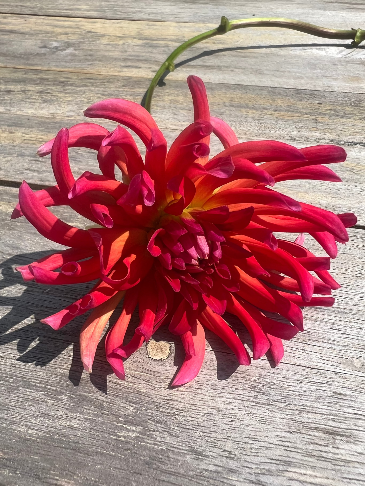 Dragonberry dahlia bright coral dahlia Halcyon Hill Gardens