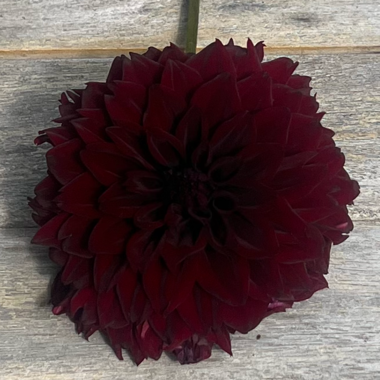 Fitzy's Dark Angel dahlia near black maroon Halcyon Hill Gardens