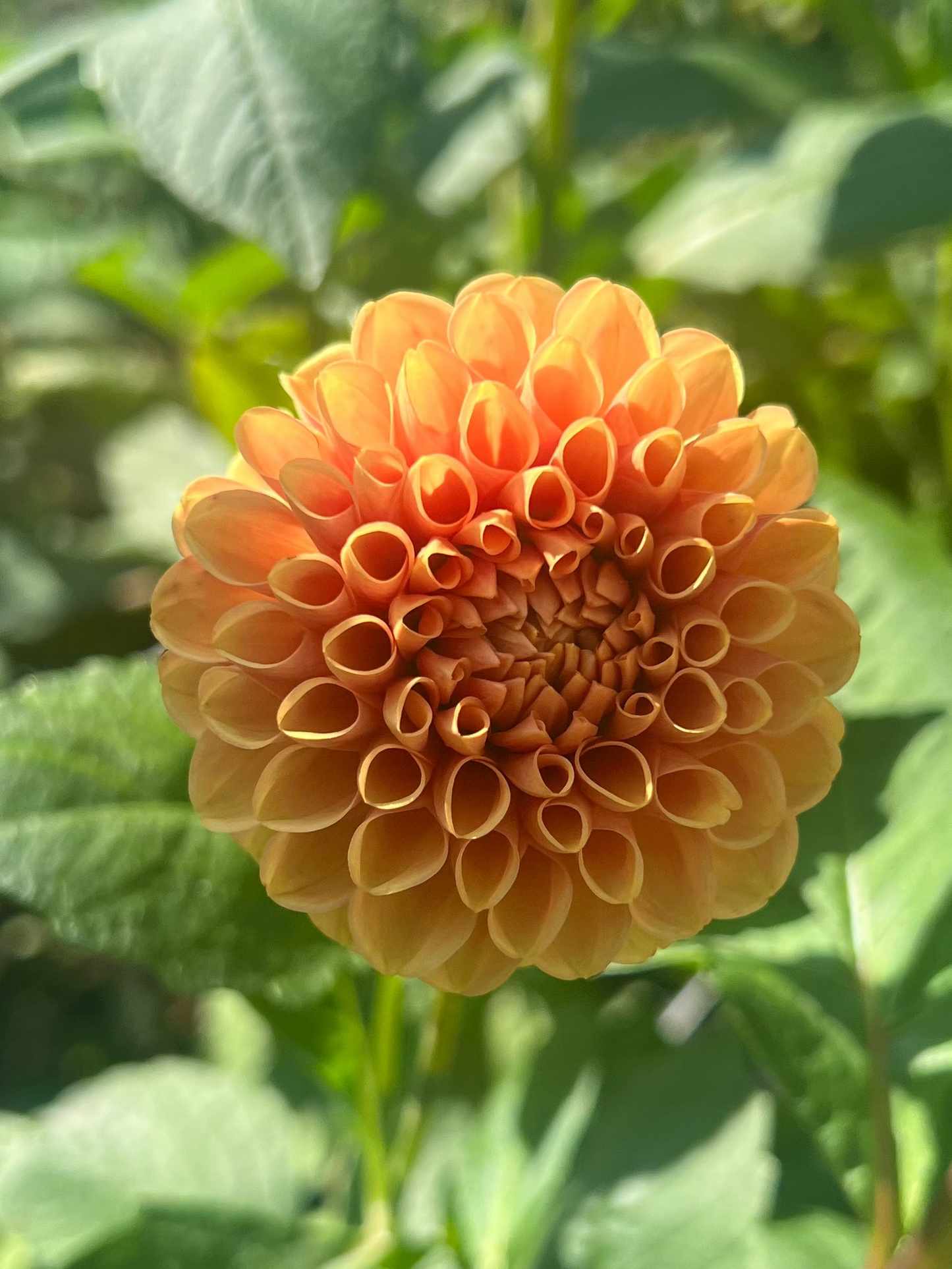 Hy Suntan dahlia Halcyon Hill Gardens