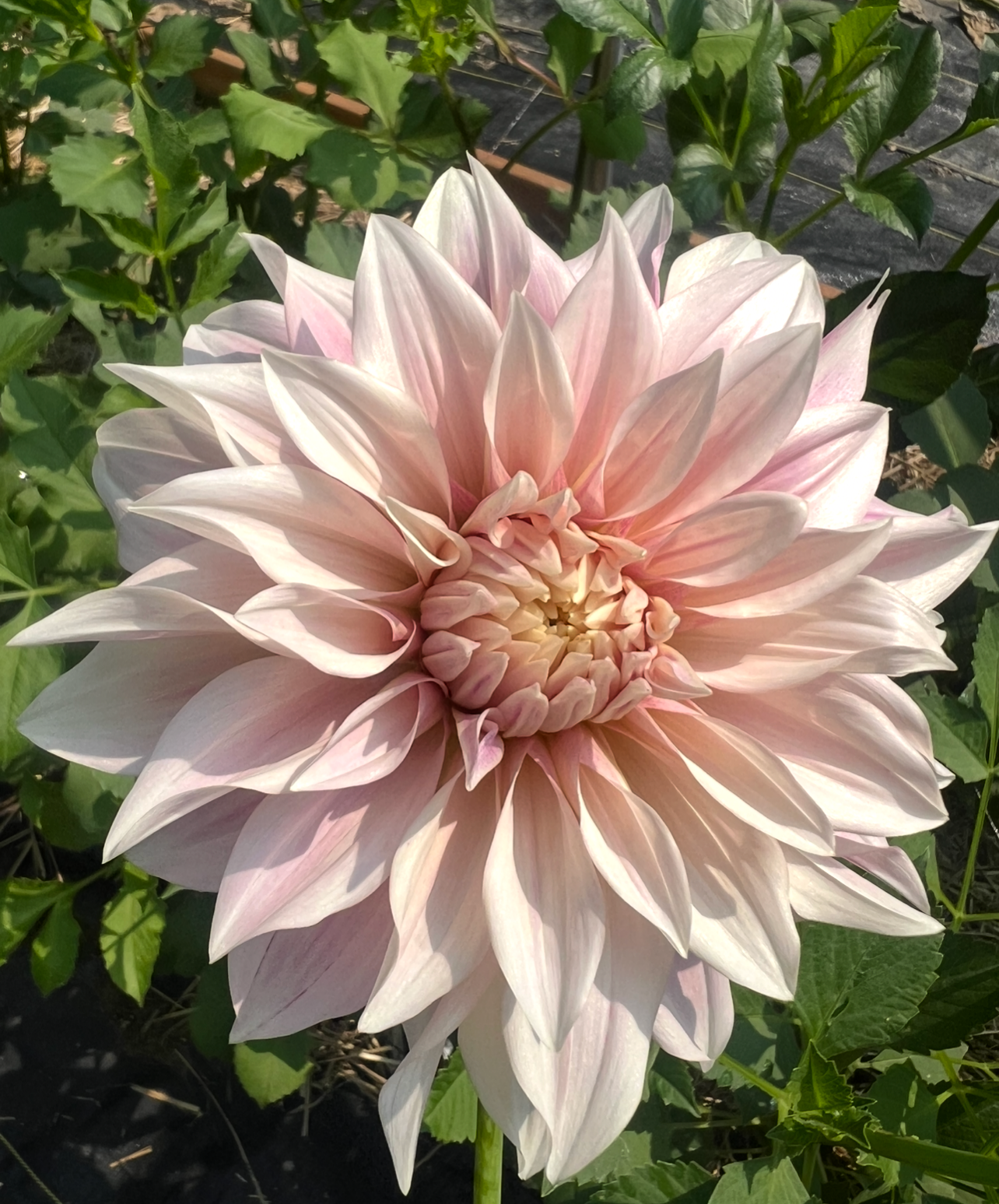 Dahlia Cafe Au Lait Tuber Wisconsin
