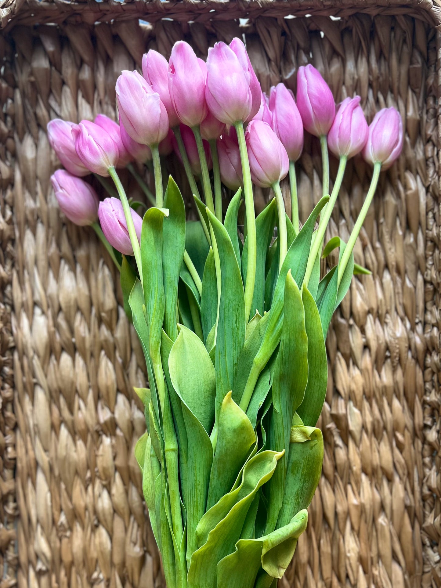 Wisconsin Tulips