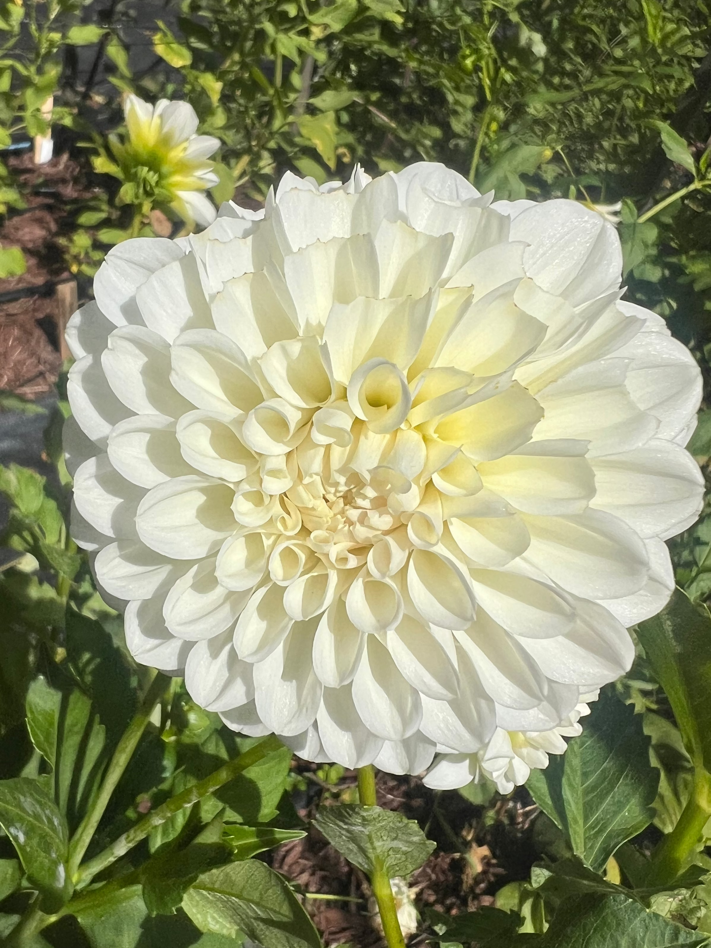 Irish Ruffles Dahlia pure white