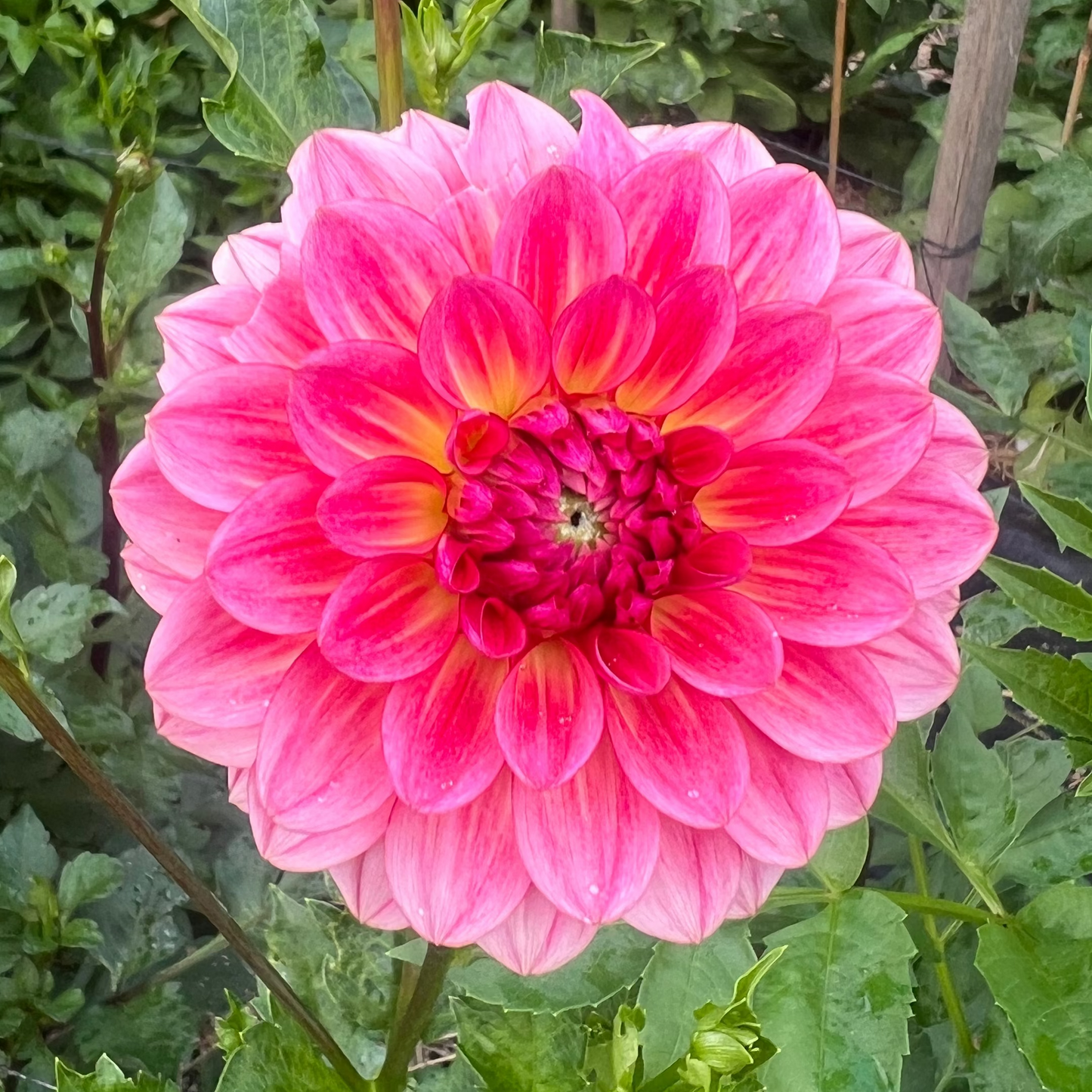 Jabberbox dahlia