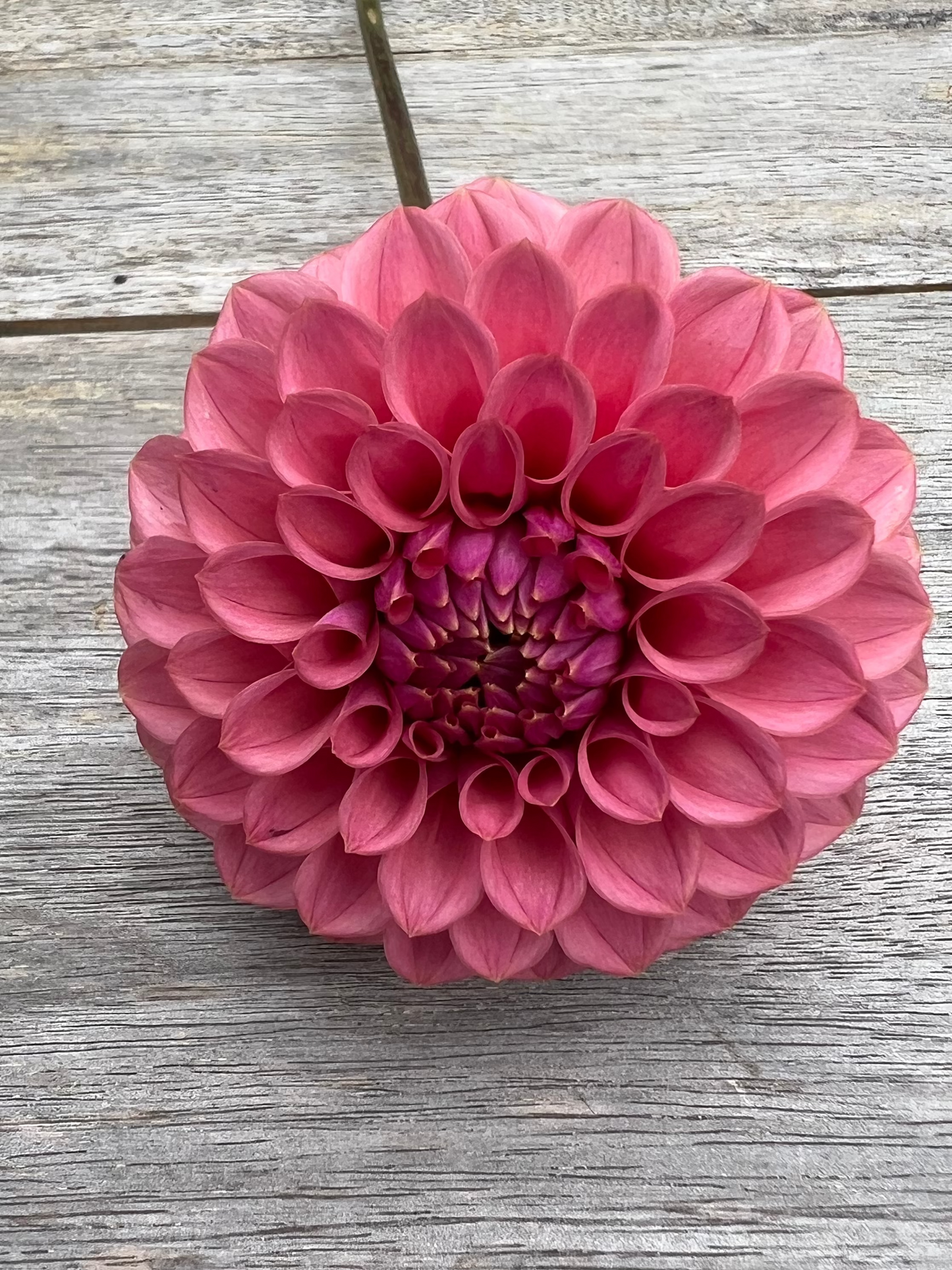 KA's ® Keltie Rose dahlia pink Halcyon Hill Gardens