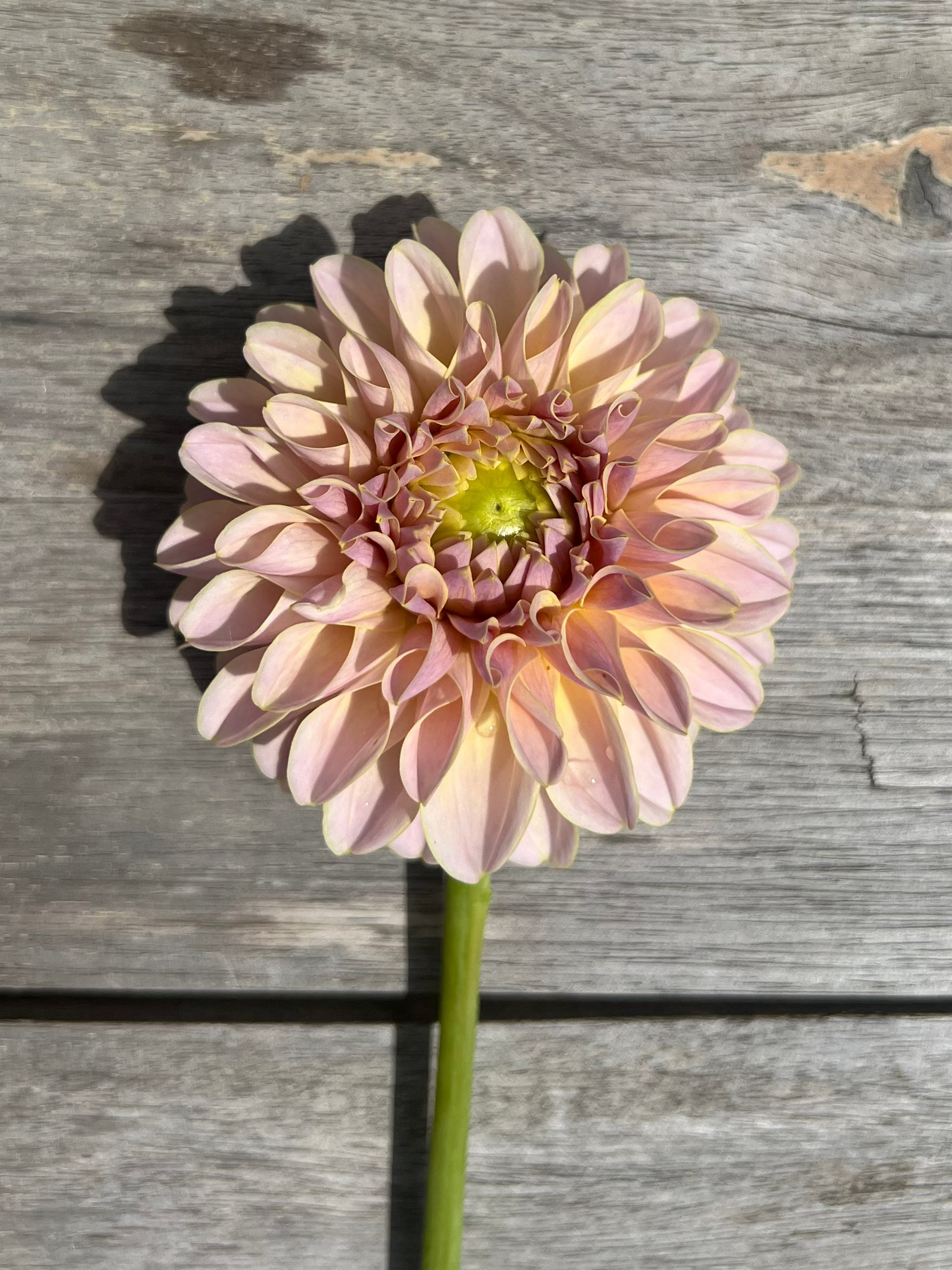KA's® Cinder Rose dahlia Halcyon Hill Gardens