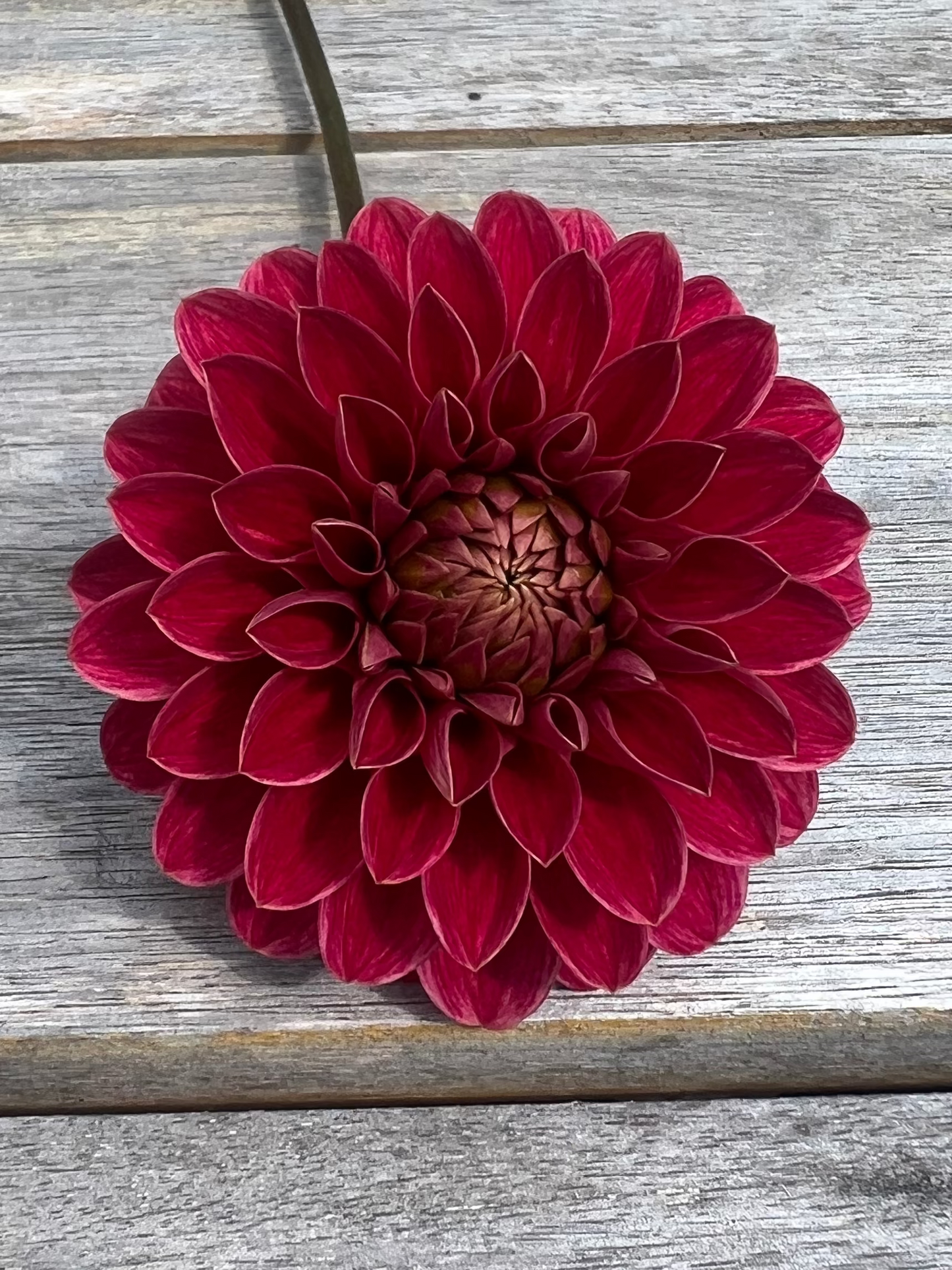KA's ® Rosie Jo dahlia Halcyon Hill Gardens