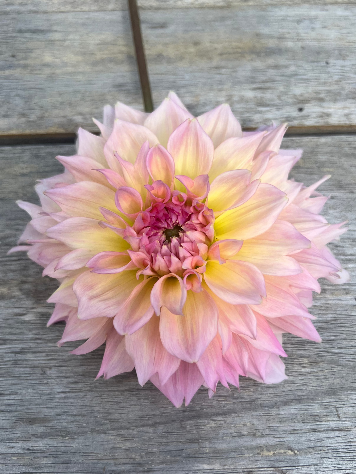 Lee's Pink Grapefruit Goldenrod Gardens pale blush, apricot, cream, yellow and pink