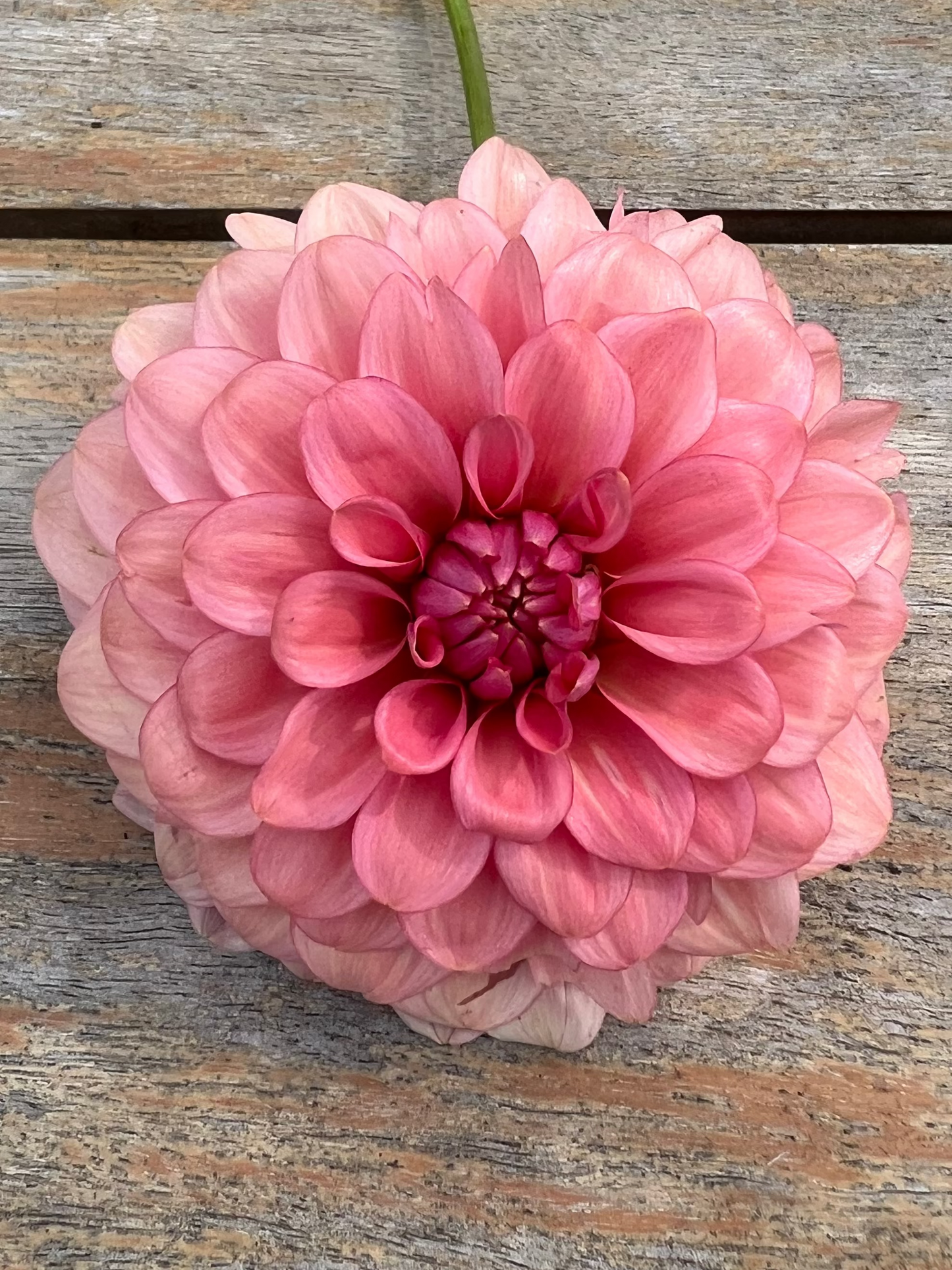 Levi's Dreamwalk dahlia bred by Levi Tremblay soft corally pink