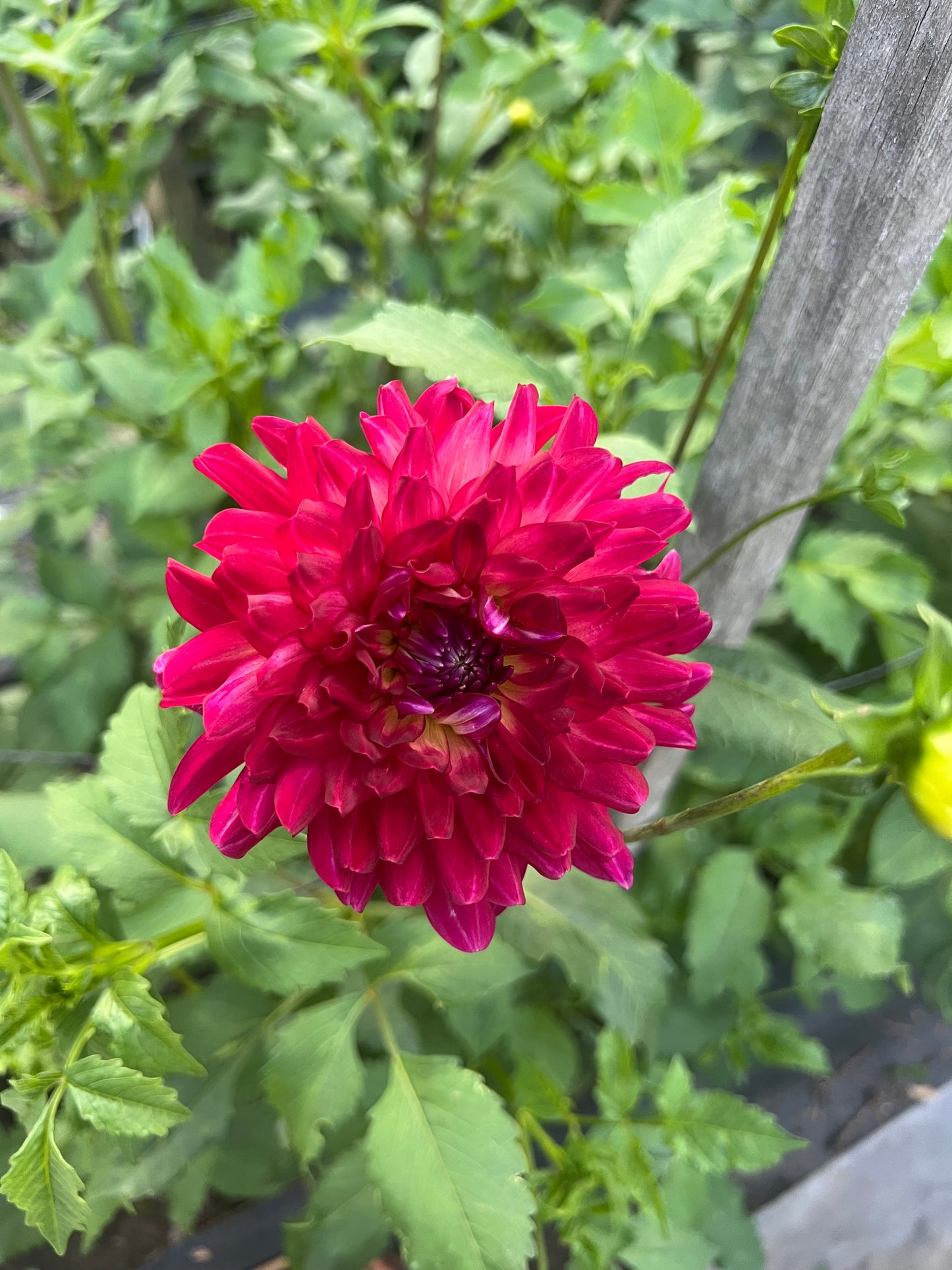 semi-cactus magenta dahlia