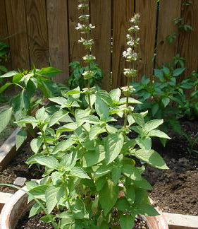 Mrs.Burn's Lemon Basil