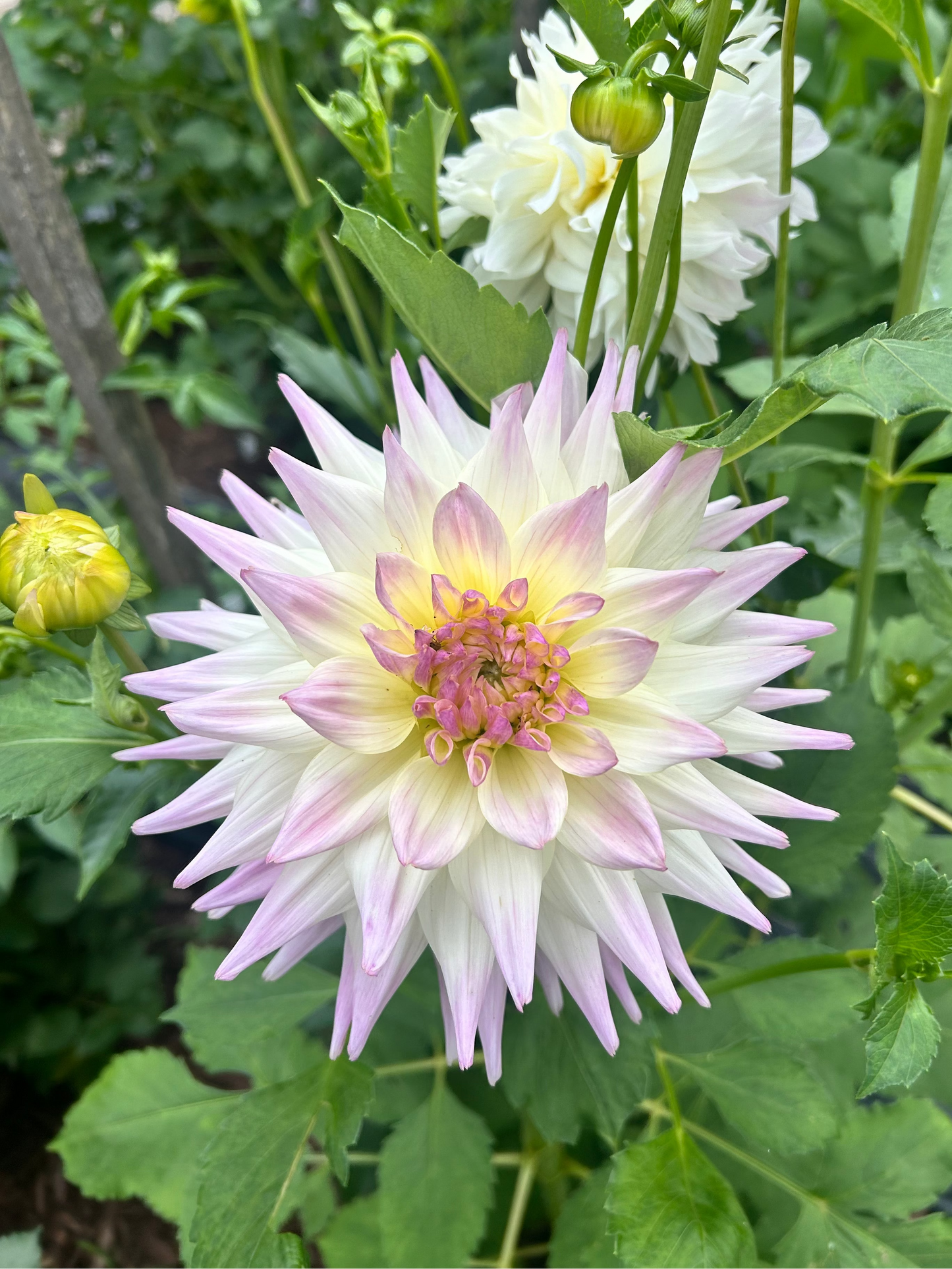 Netherton Cindy dahlia