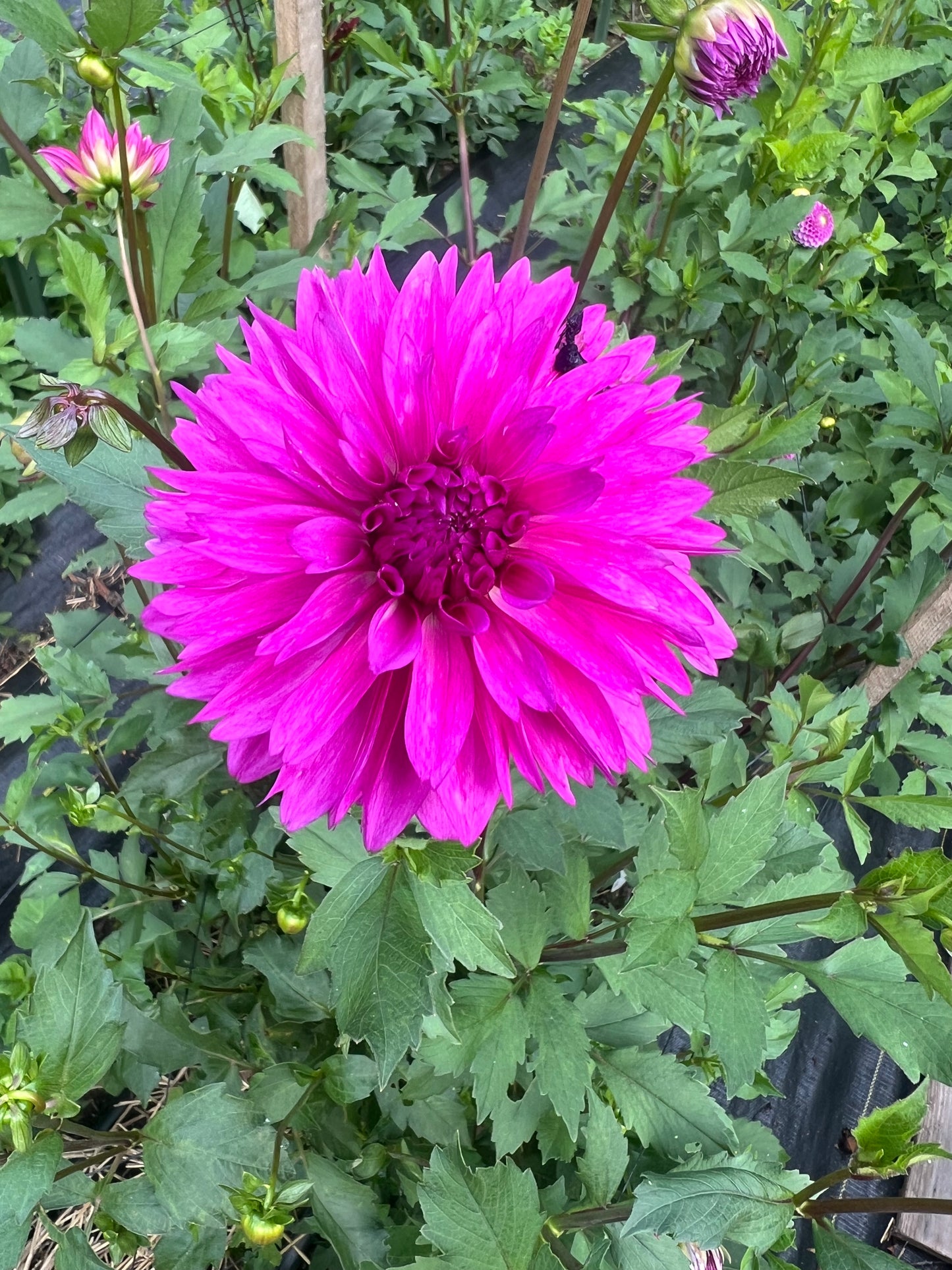 magenta dahlia