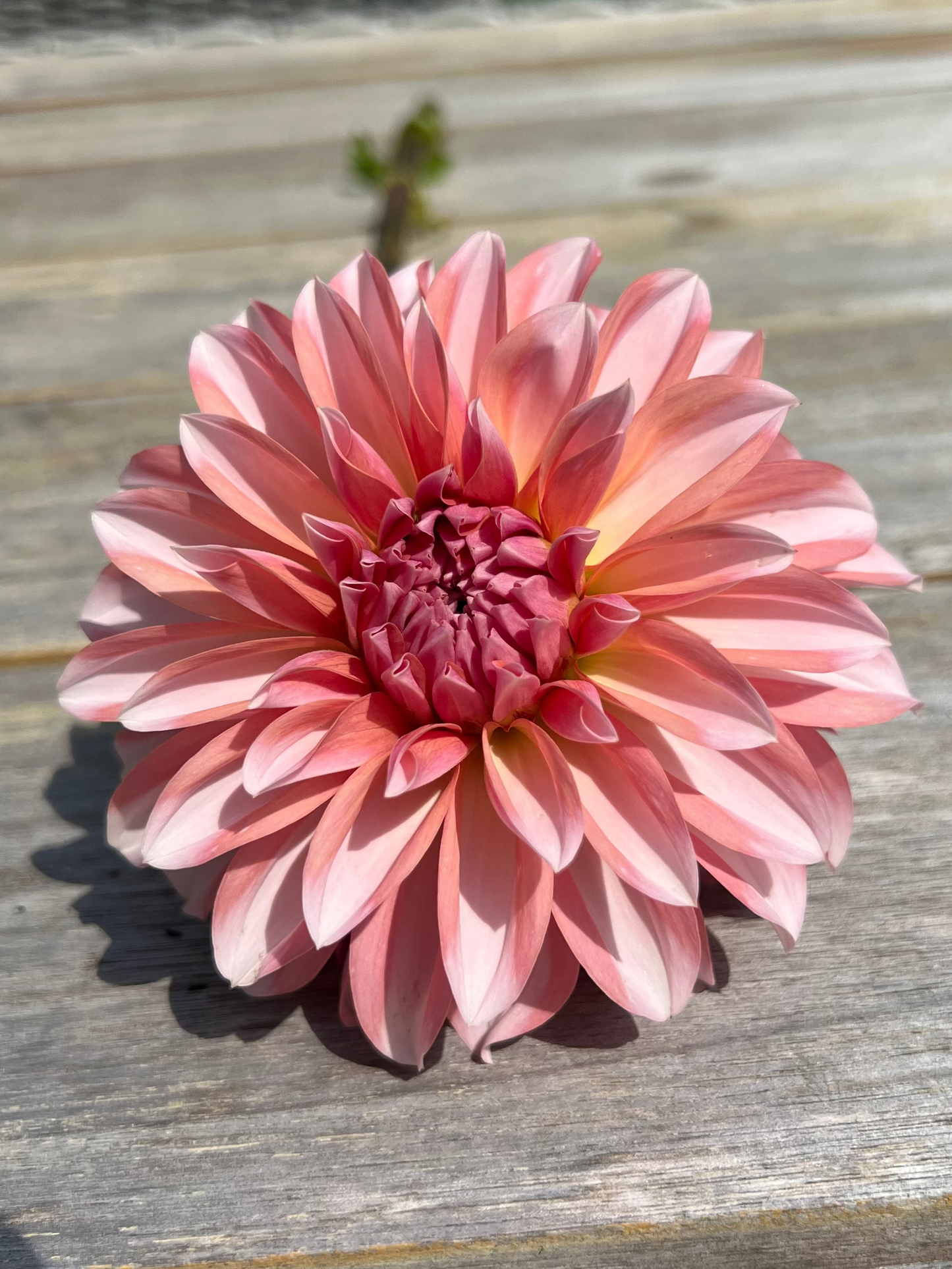 River Merle Farm pale pink and blush dahlia