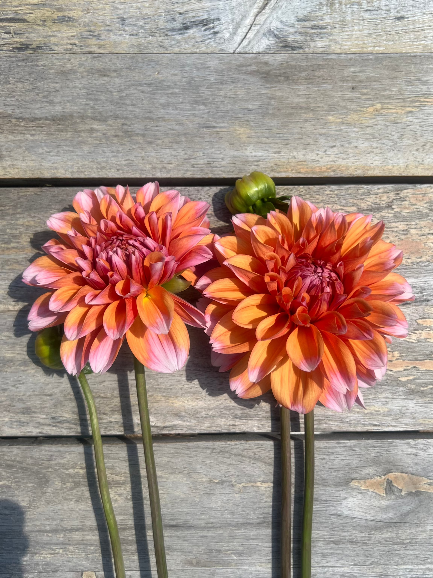 Orange petals with tips of pink dahlia