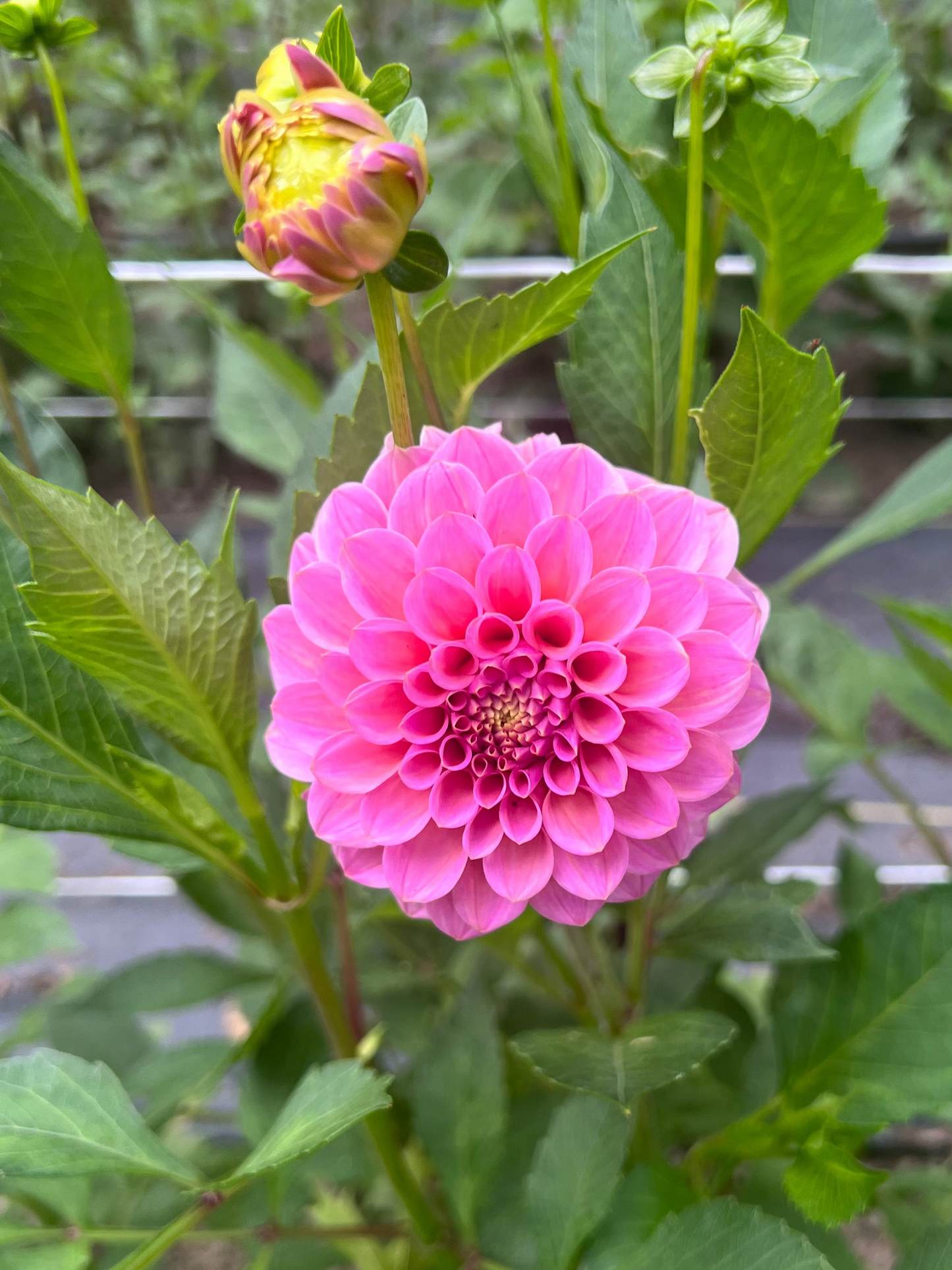 Pink flower with green leaves in a garden setting