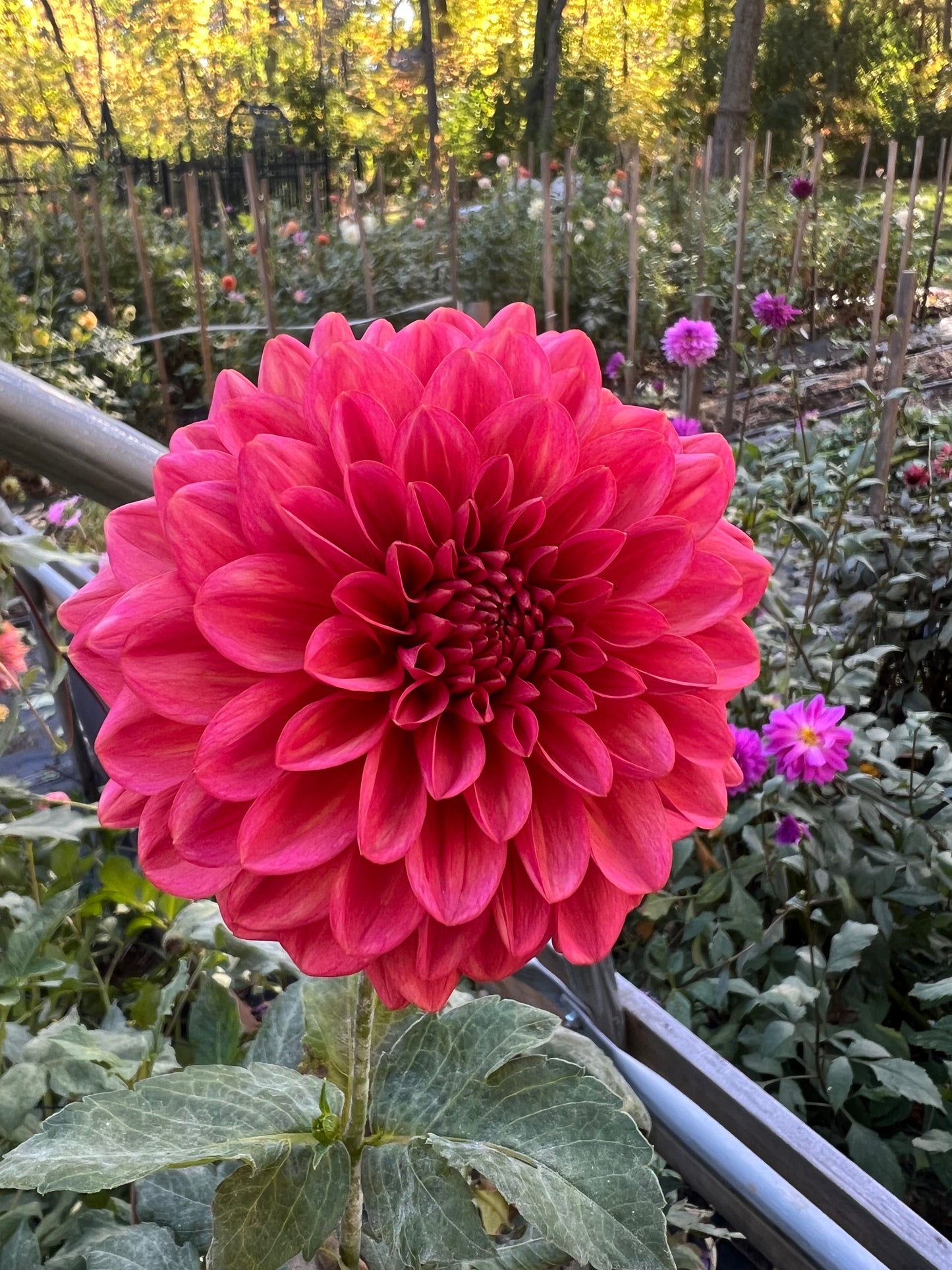 Salmon Runner dahlia Halcyon Hill Gardens