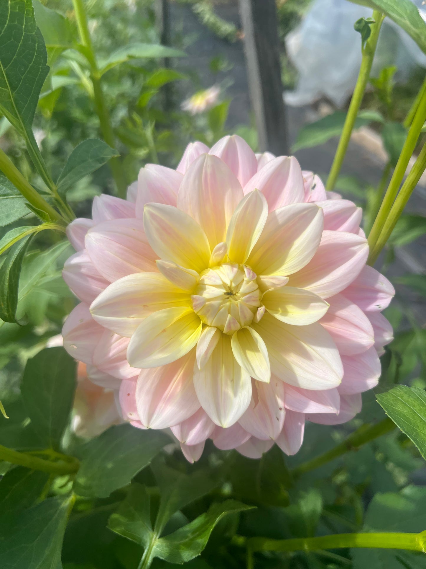 pink and yellow dahlia wisconsin flower farm