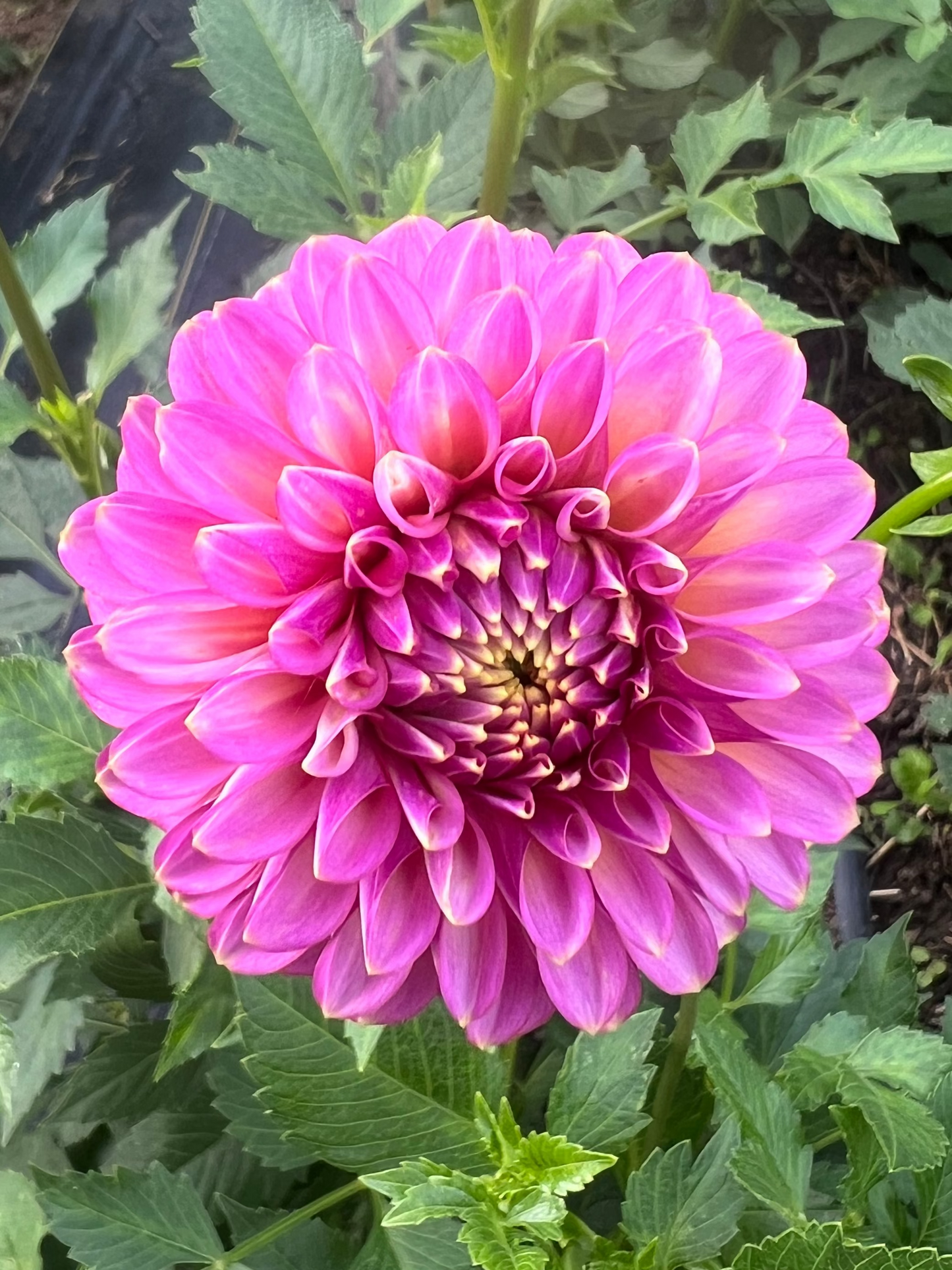 Skipley Spot of Gold dahlia pink with golden edges