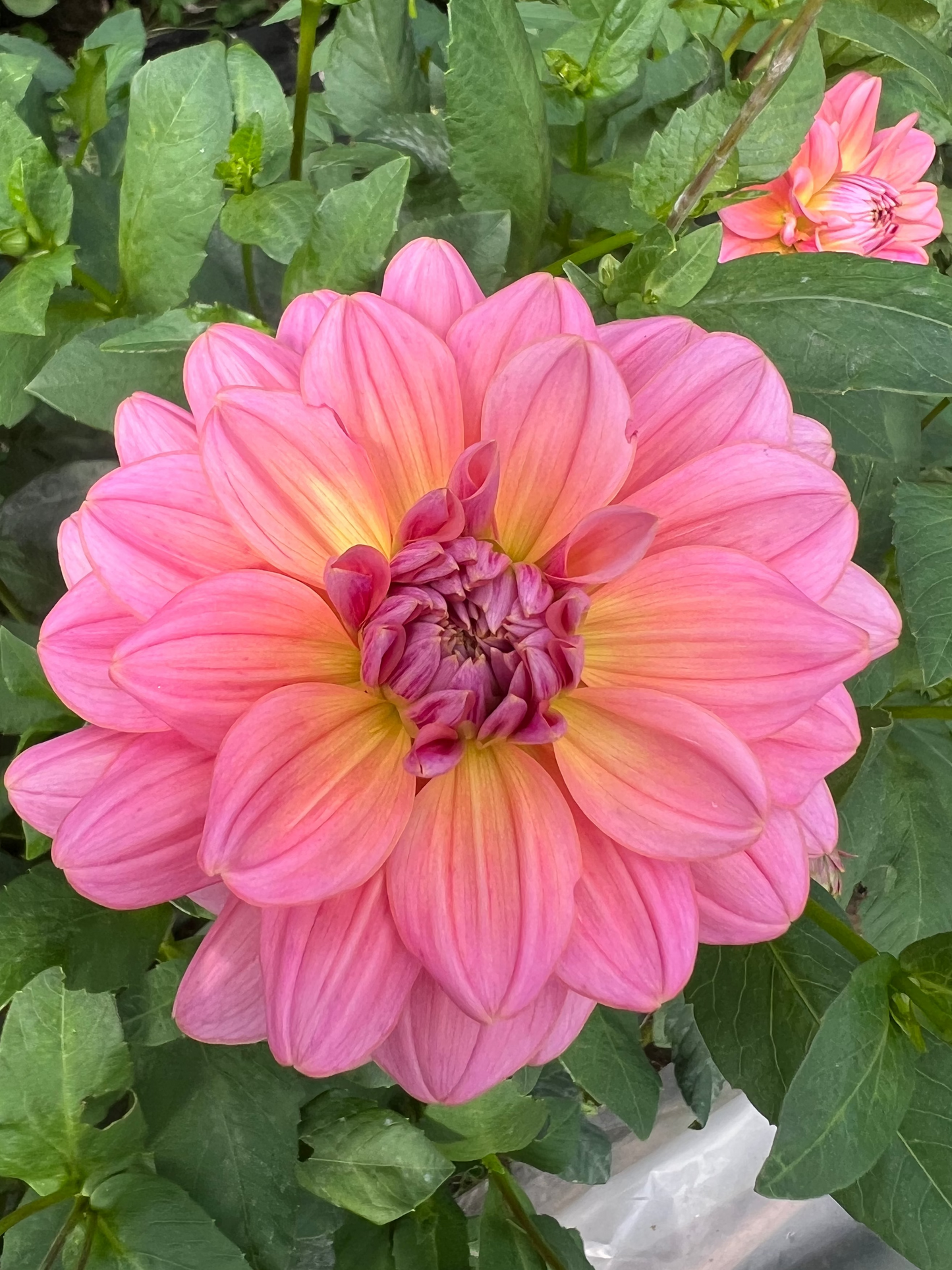 Southern Belle Dahlia