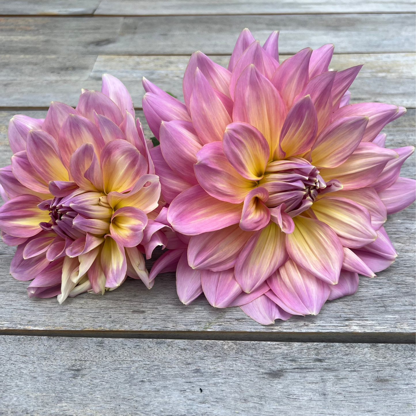 Stawberry Ice dahlia Halcyon Hill Gardens