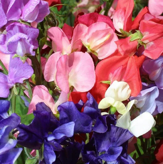 Sweet Pea Mammoth Mix