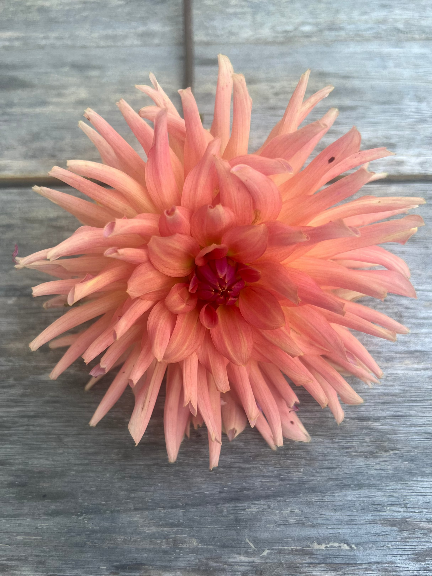 terracotta dahlia lacinated