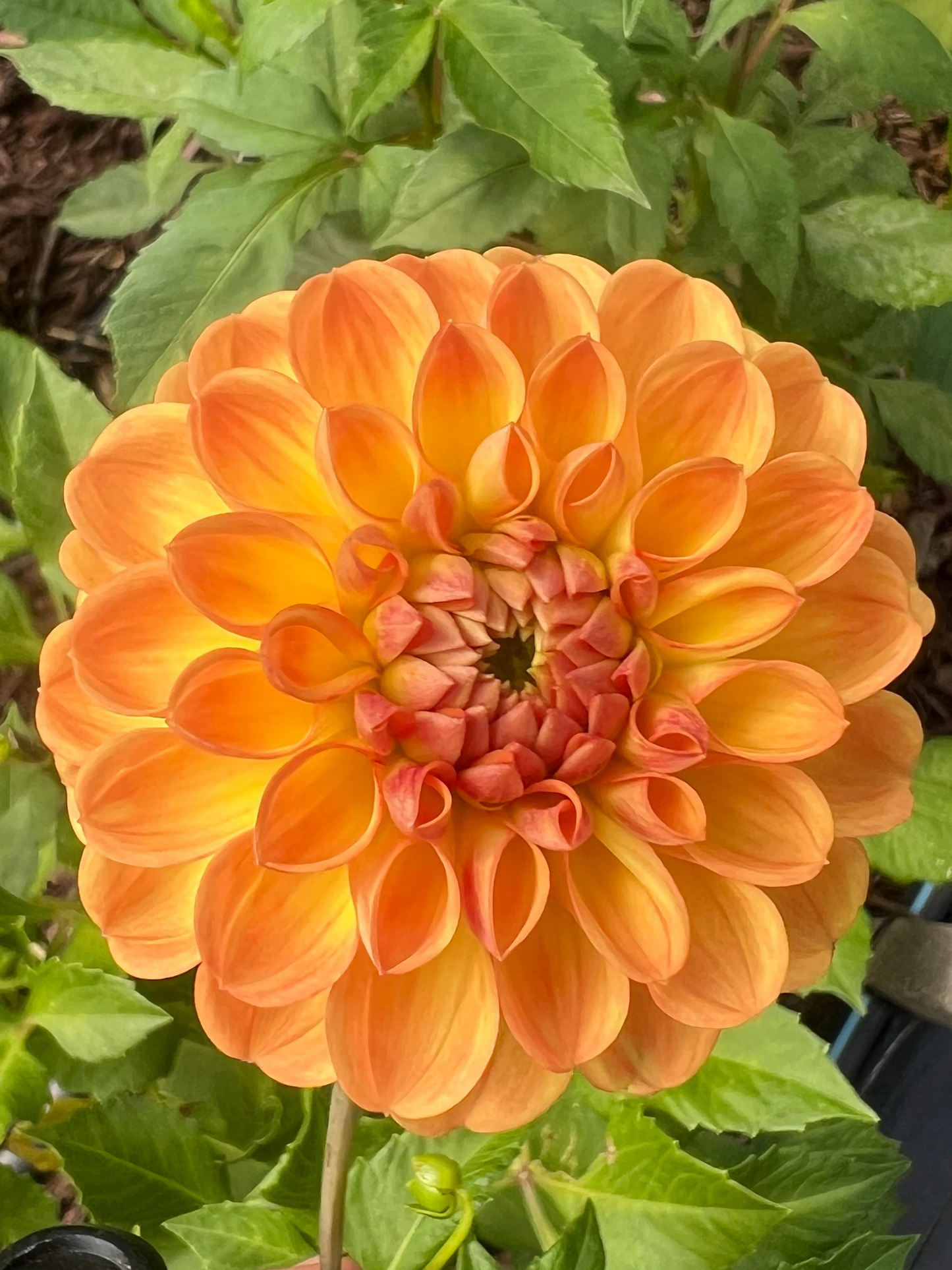 Mystery Dahlias