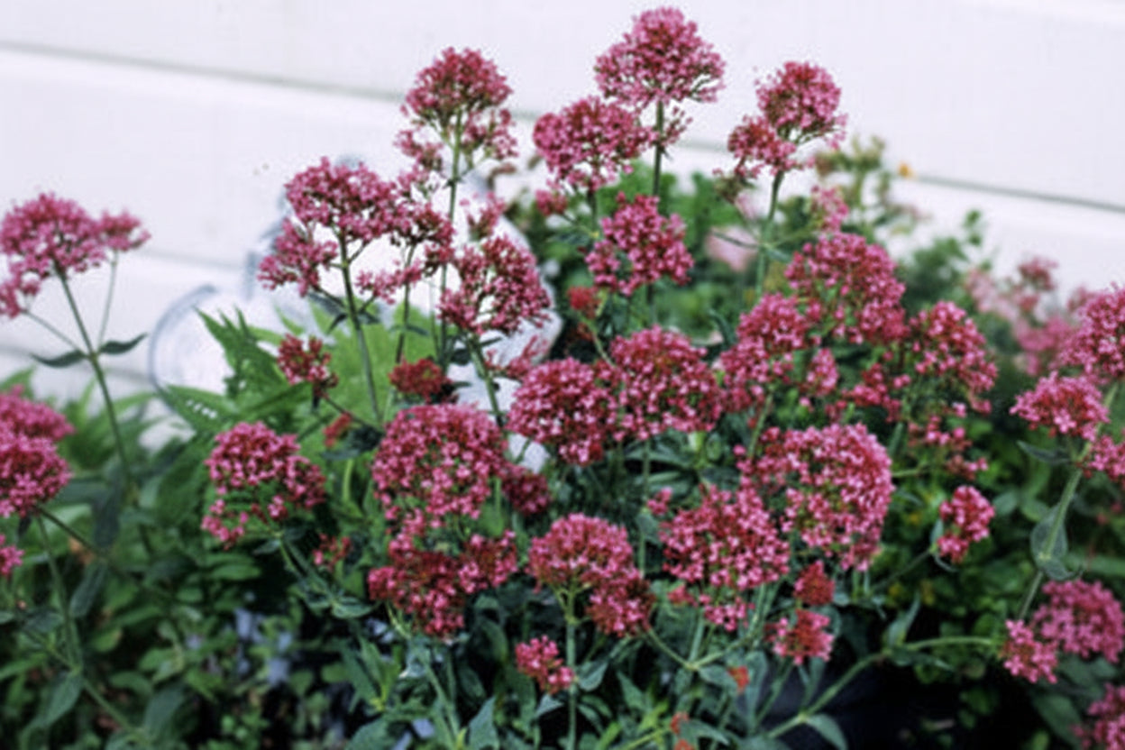 Valerian Rosy Red