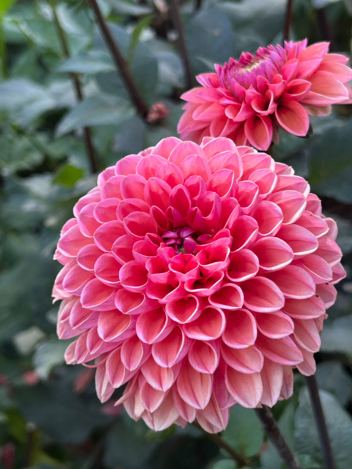 Dahlia Caitlin's Joy Wisconsin