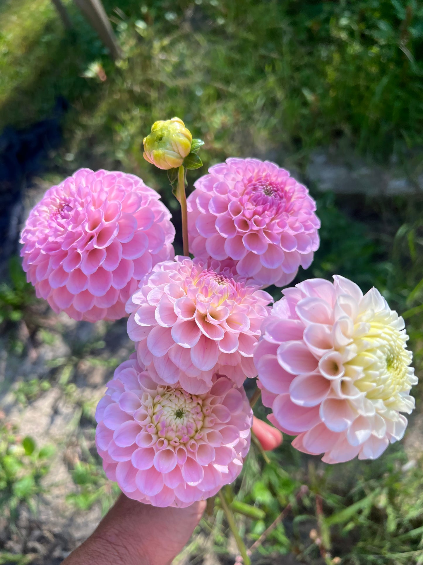 Pink fading to yellow pompon variety dahlia 20th Avenue Memory