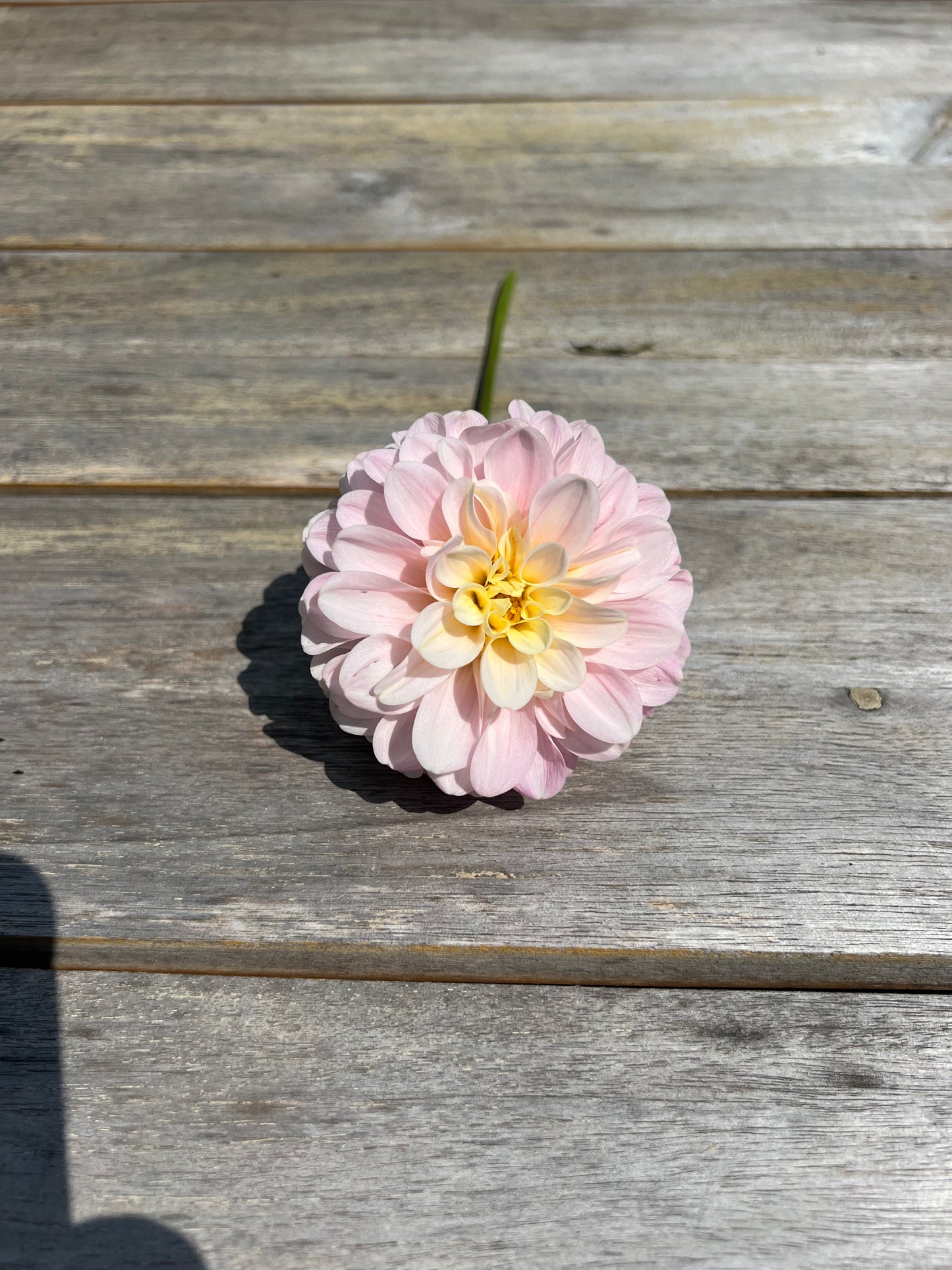 pink fading to creamy yellow pompon variety dahlia 20th Avenue Memory