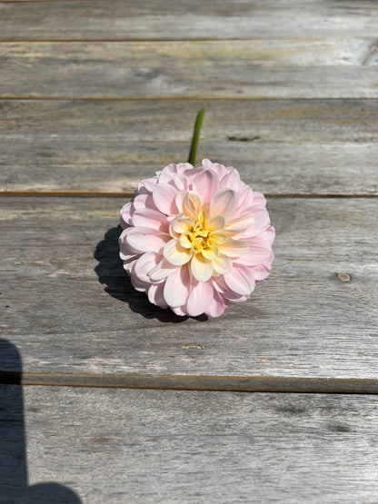 pink fading to creamy yellow pompon variety dahlia 20th Avenue Memory