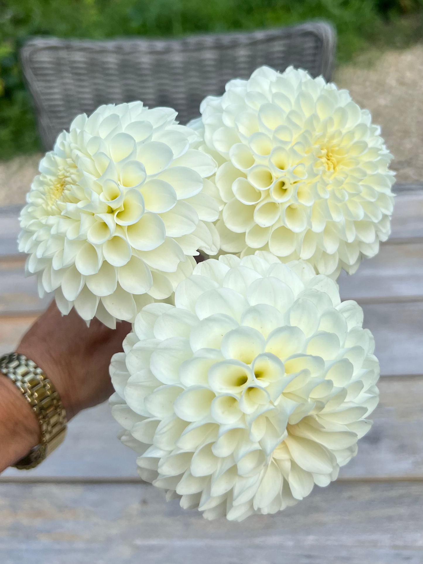 dahlias in wisconsin