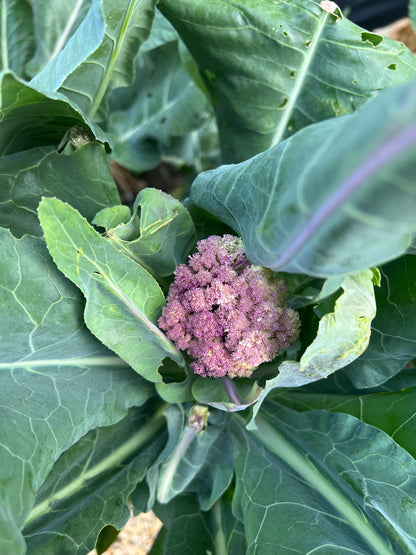 Spring Garden Sale | May 8th-10th