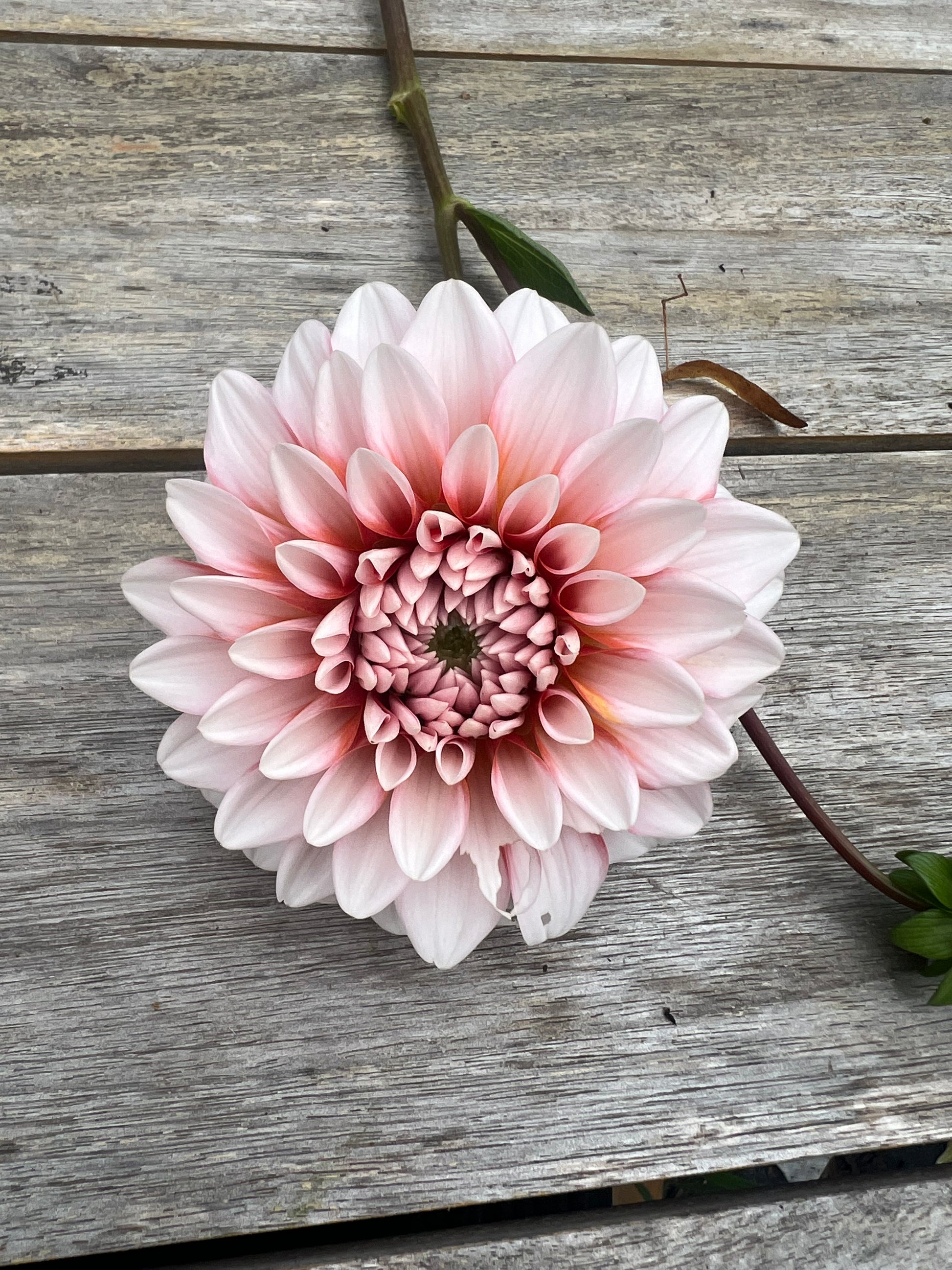 pale pink and blush with faint orange center