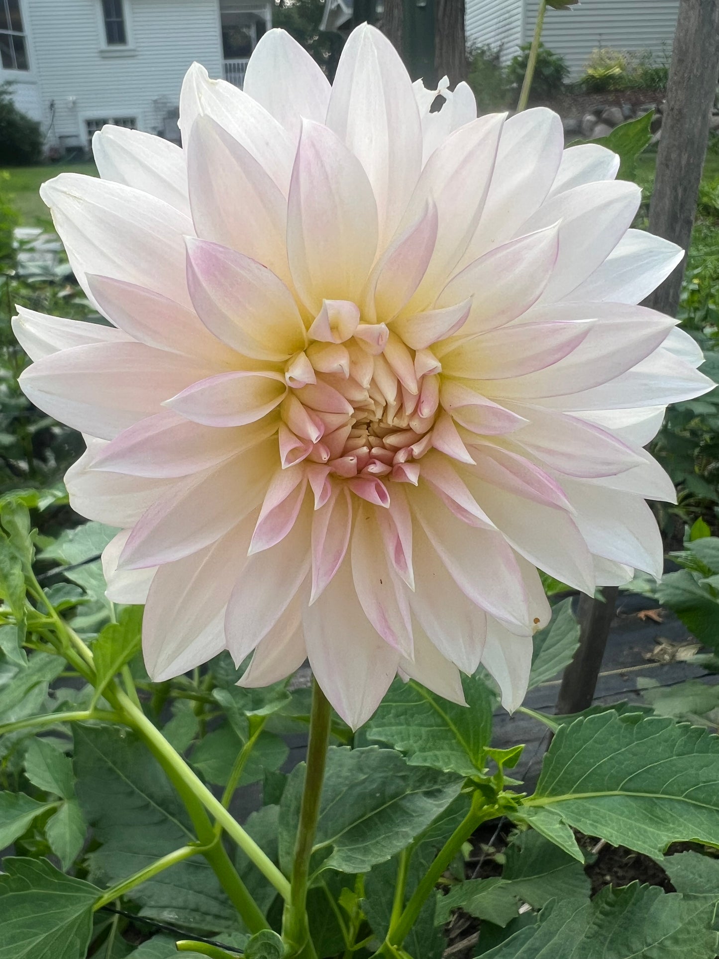 Alloway Candy dahlia white with pink wash
