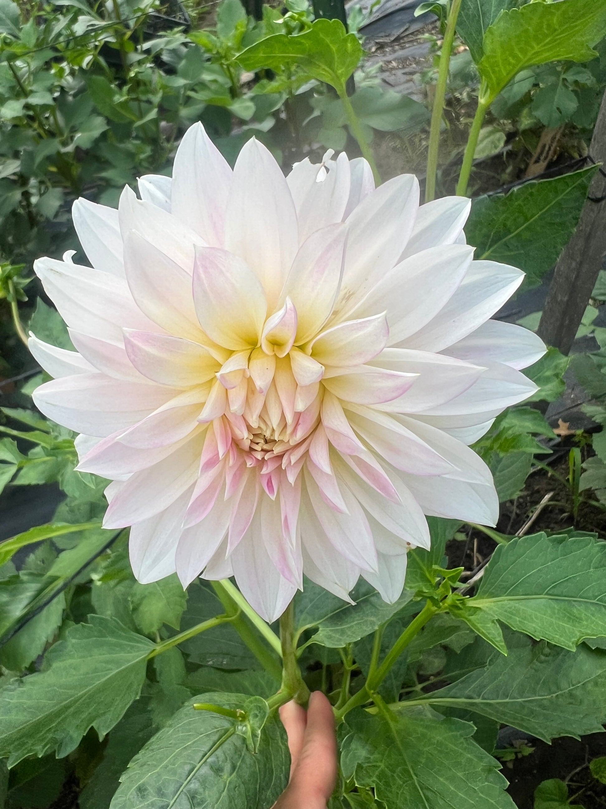 Alloway Candy white with pink dahlia