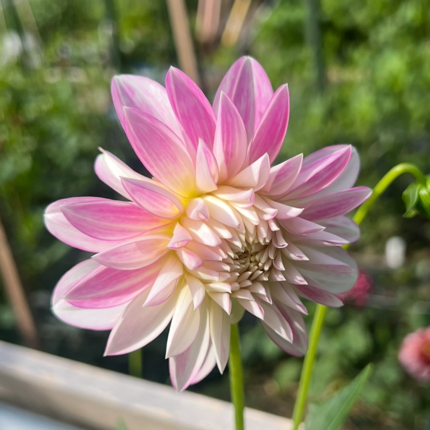 Alloway Candy dahlia