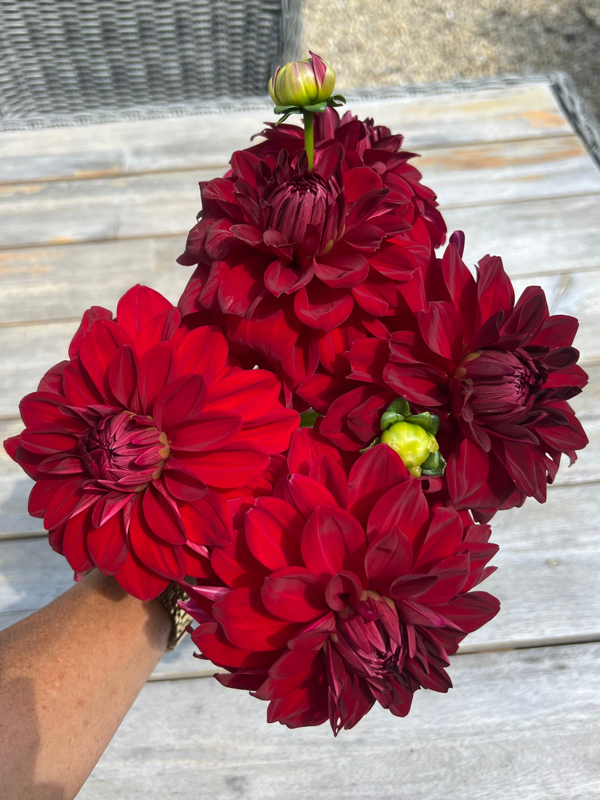 informal decorative deep red dahlias