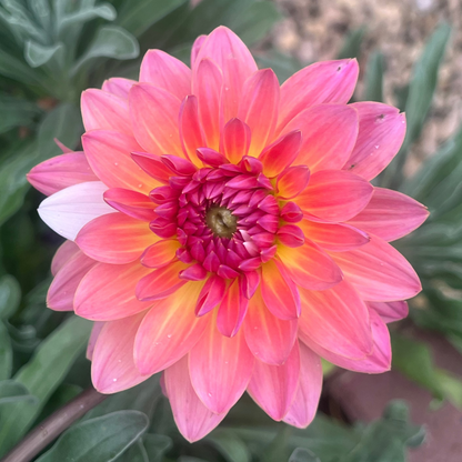 Annie Banannie dahlia