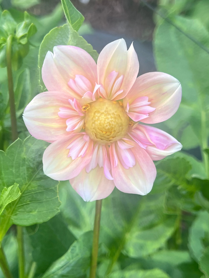 Pale blush and apricot collarette dahlia appleblossom