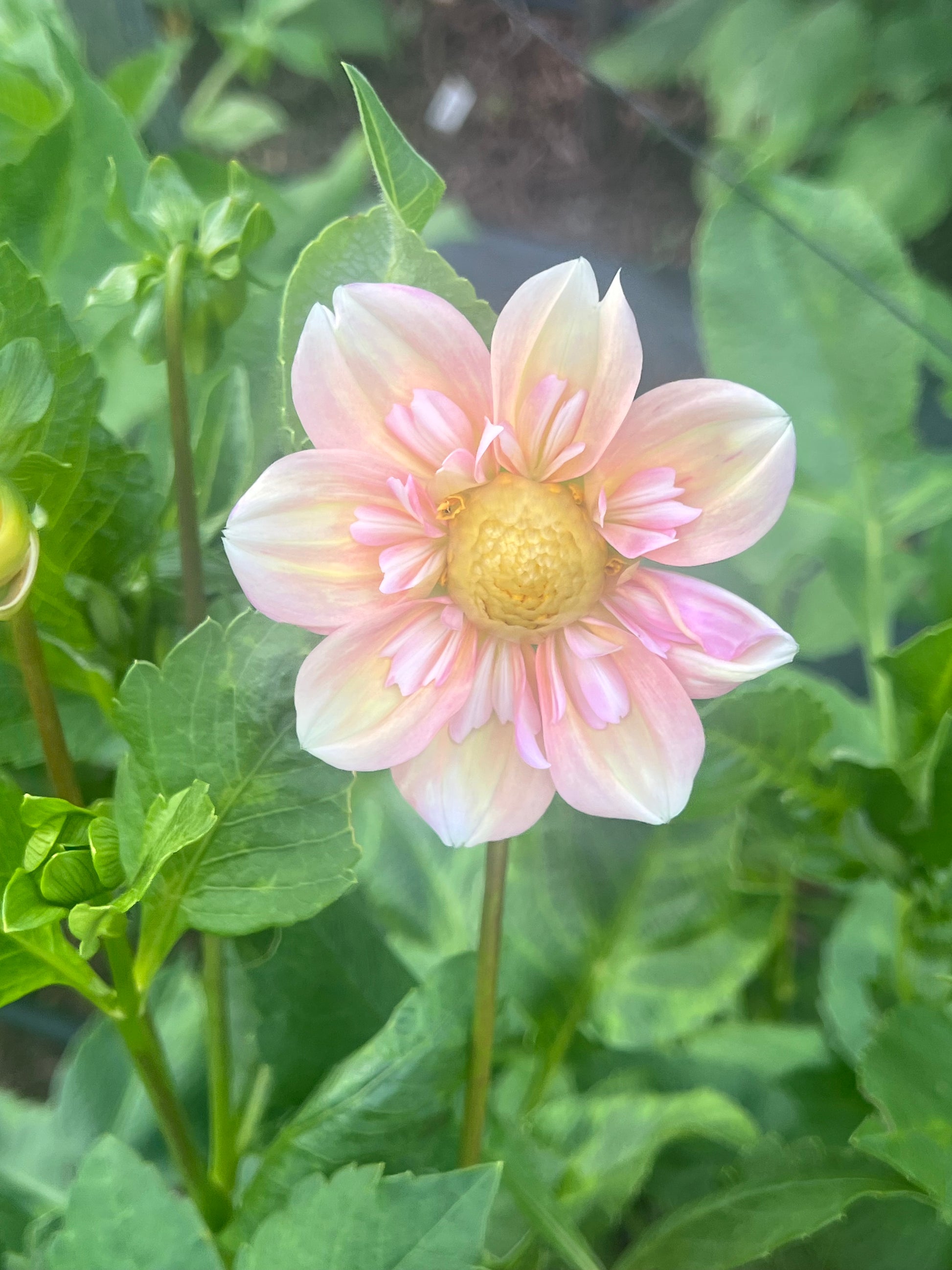 Pale blush and apricot collarette dahlia appleblossom