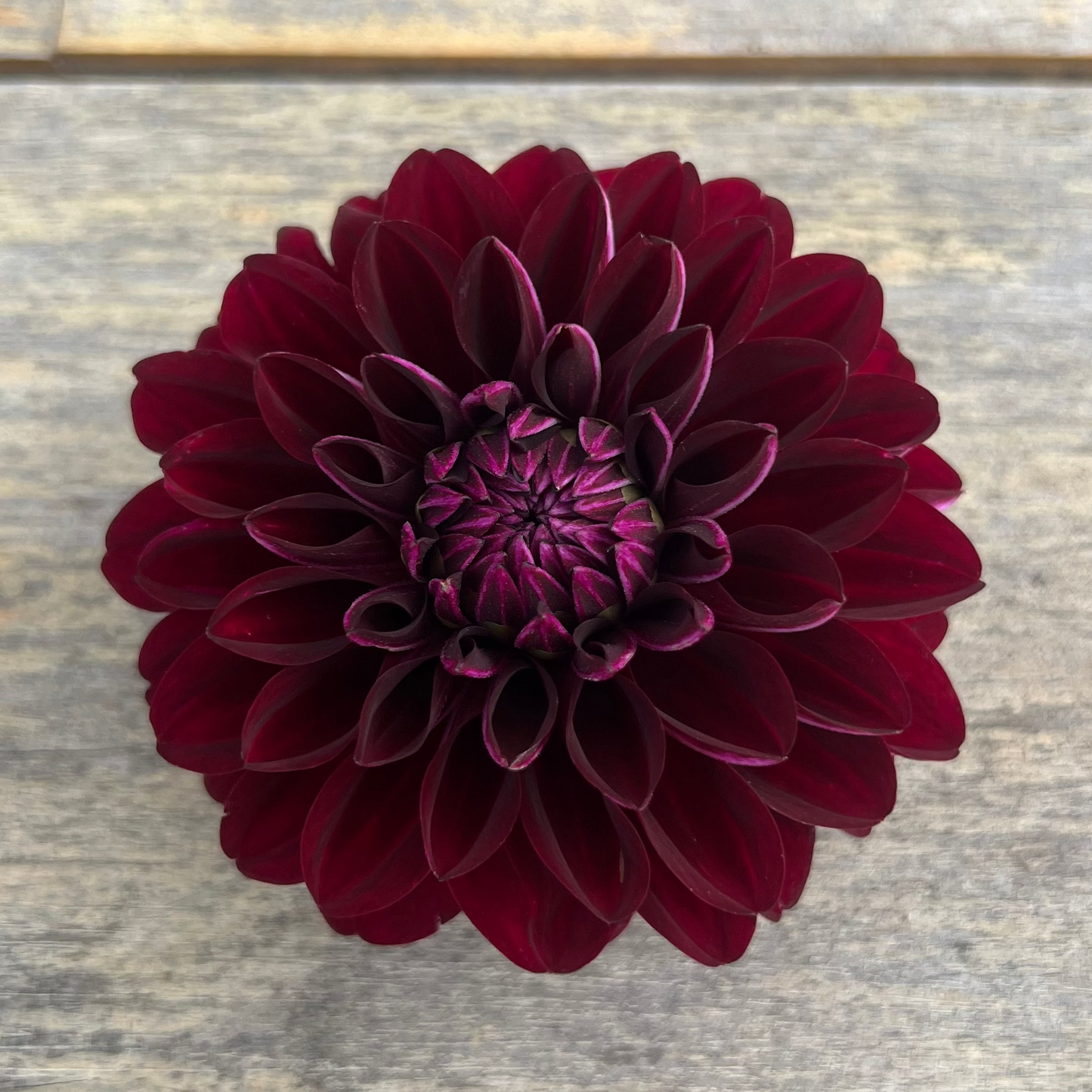 Arabian Nights Dahlia